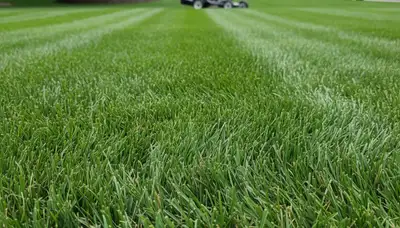 Close-up of freshly cut green grass showing precise mowing detail by lawn care pros in Madison, WI
