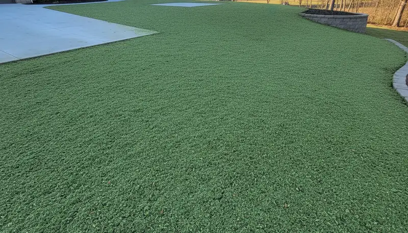Fresh hydroseed layer evenly applied on prepared soil by Chop Chop Landscaping in Madison, WI