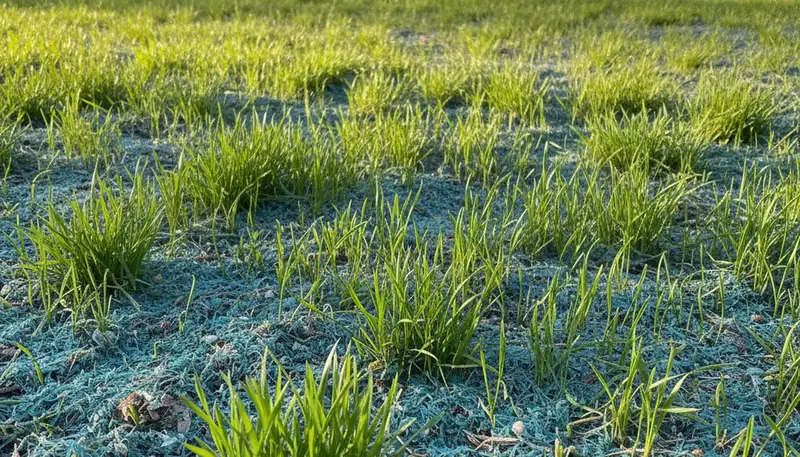 New grass sprouting after hydroseeding in Madison, WI by Chop Chop Landscaping